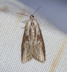 Doloploca punctulana