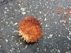 Artocarpus elasticus