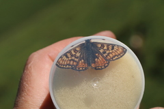 Euphydryas asiatica