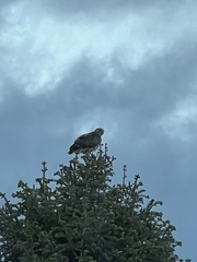 Buteo jamaicensis