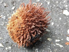 Artocarpus elasticus