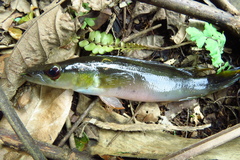 Crenicichla