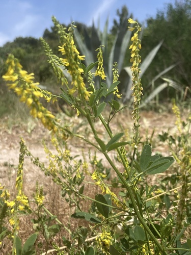 komonica (Melilotus)