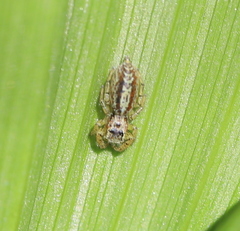 Marpissa radiata
