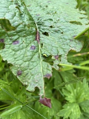 Gastrophysa viridula