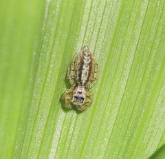 Marpissa radiata