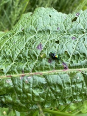 Gastrophysa viridula