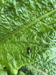 Gastrophysa viridula