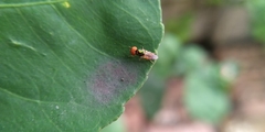 Microchrysa flaviventris