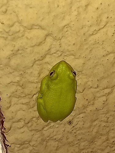 Western Reed Frog, Hyperolius occidentalis