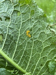 Gastrophysa viridula