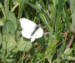 Pieris oleracea