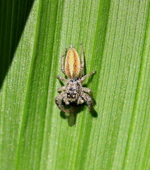 Marpissa radiata
