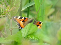 Aglais urticae