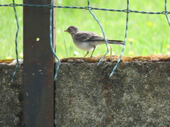Motacilla alba