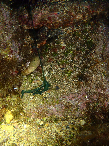 Green spoonworm