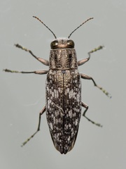 Spectralia gracilipes