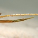Widebody Pipefish - Photo (c) David Spencer Muirhead, some rights reserved (CC BY-NC), uploaded by David Spencer Muirhead
