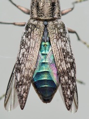 Spectralia gracilipes