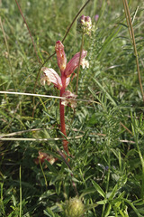 Orobanche alba