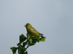 Chloris chloris