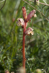 Orobanche alba