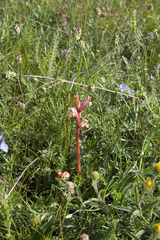 Orobanche alba