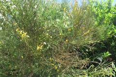 Cytisus scoparius insularis