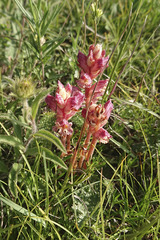 Orobanche alba