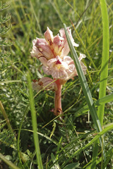 Orobanche alba