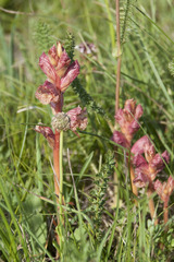 Orobanche alba