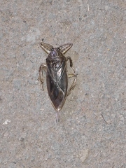 Lethocerus patruelis
