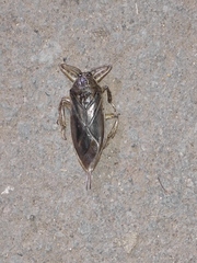 Lethocerus patruelis