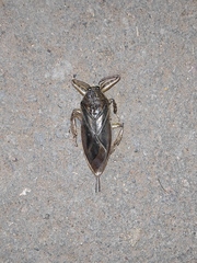 Lethocerus patruelis