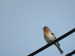 Fringilla coelebs