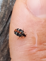 Anthrenus scrophulariae