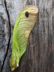 Anthrenus scrophulariae