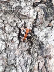 Anthrenus scrophulariae