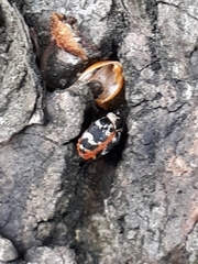 Anthrenus scrophulariae