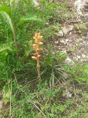 Orobanche lutea