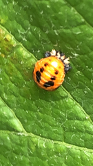 Harmonia axyridis