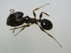 Pheidole