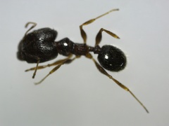 Pheidole