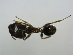 Pheidole