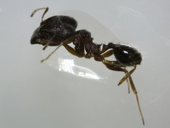 Pheidole