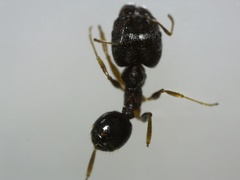 Pheidole