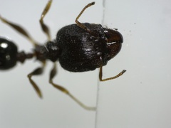 Pheidole