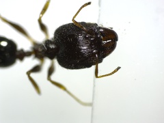 Pheidole
