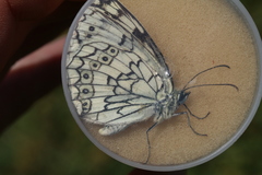 Melanargia parce