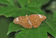Tanaecia julii